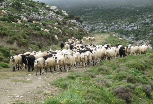 «Πράσινο φως» από Τσιάρα για τα Σχέδια Βόσκησης