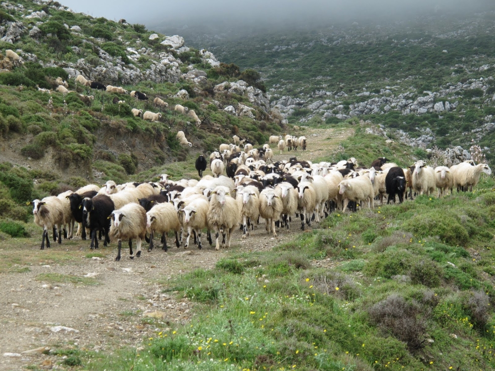 &laquo;&Pi;&rho;ά&sigma;&iota;&nu;&omicron; &phi;&omega;&sigmaf;&raquo; &alpha;&pi;ό &Tau;&sigma;&iota;ά&rho;&alpha; &gamma;&iota;&alpha; &tau;&alpha; &Sigma;&chi;έ&delta;&iota;&alpha; &Beta;ό&sigma;&kappa;&eta;&sigma;&eta;&sigmaf;