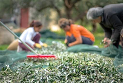 Ο «πολιτισμός της ελιάς» ανοίγει νέους ορίζοντες σε Πελοπόννησο και Κύπρο