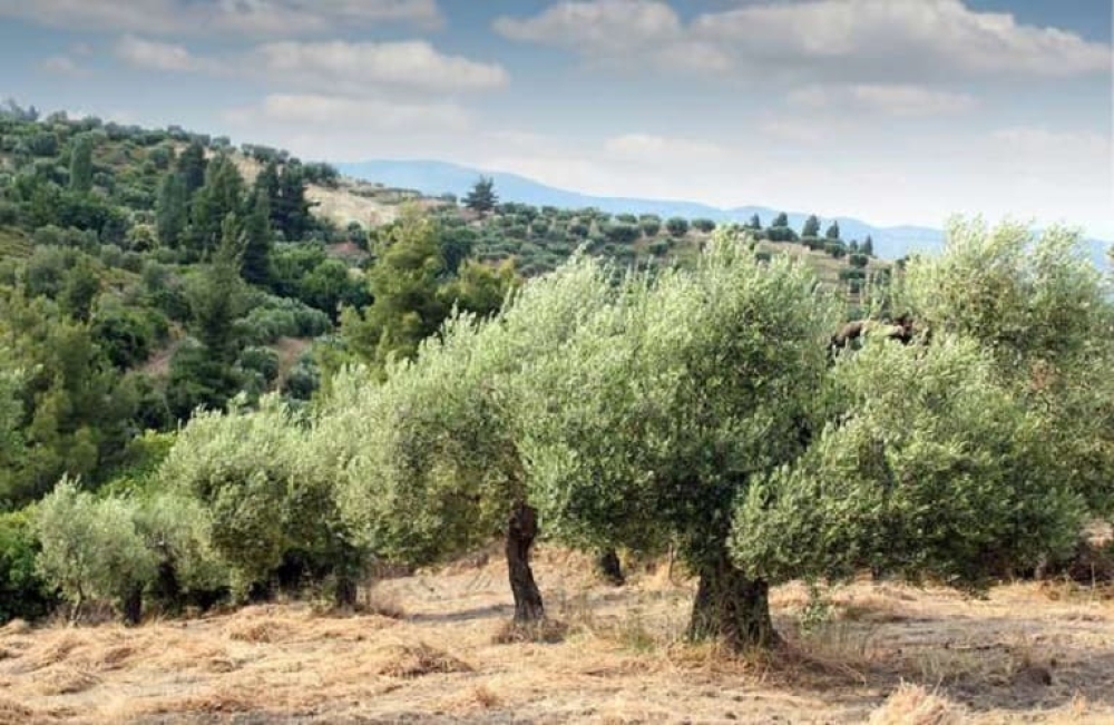 Carbon farming: &Nu;έ&omicron; &epsilon;&iota;&sigma;ό&delta;&eta;&mu;&alpha; &gamma;&iota;&alpha; &alpha;&gamma;&rho;ό&tau;&epsilon;&sigmaf; &alpha;&pi;ό &tau;&alpha; &delta;έ&nu;&tau;&rho;&alpha;