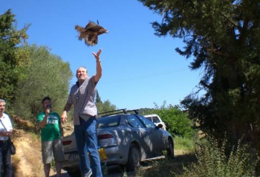 Η γερακίνα πέταξε προς την ελευθερία στον Μυστρά (ΦΩΤΟ)
