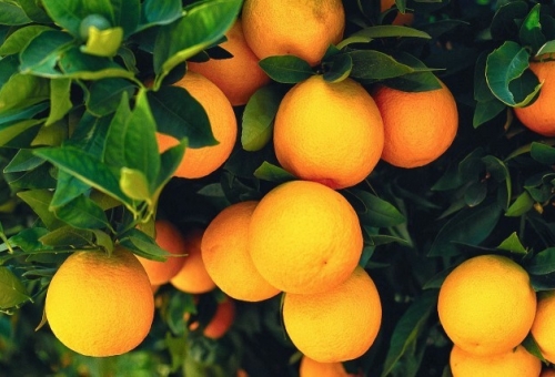 Επί τάπητος τα προβλήματα των εσπεριδοπαραγωγών