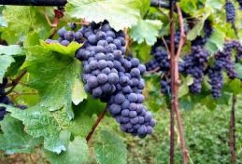 Σε εξέλιξη οι αιτήσεις για χορήγηση δικαιωμάτων φύτευσης αμπελώνα