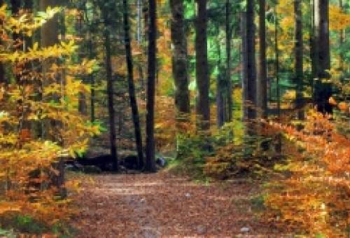 Το μυστήριο της αλλαγής χρωμάτων των φθινοπωρινών φύλλων