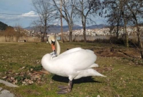 Οικογενειάρχης μετά από 3,5 χρόνια ο μοναχικός κύκνος της Καστοριάς που είχε χάσει το ταίρι του