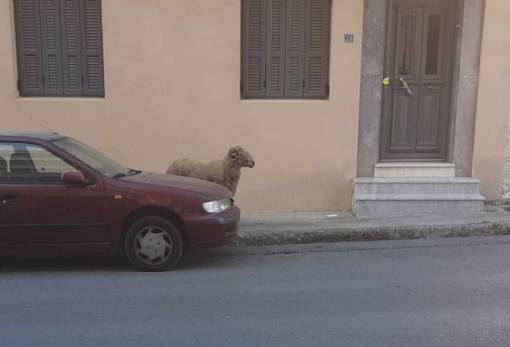 «Απολωλός» προβατάκι βόλταρε στη... μισή Σπάρτη