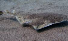 &Lambda;ή&mu;&nu;&omicron;&sigmaf;: &Gamma;&iota;&alpha; &pi;&rho;ώ&tau;&eta; &phi;&omicron;&rho;ά &pi;&omicron;&mu;&pi;ό&sigmaf; &sigma;&epsilon; &alpha;&gamma;&gamma;&epsilon;&lambda;&omicron;&kappa;&alpha;&rho;&chi;&alpha;&rho;ί&alpha;