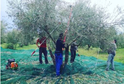 «Πρίμα» λύση για εργατικά χέρια στην Πελοπόννησο