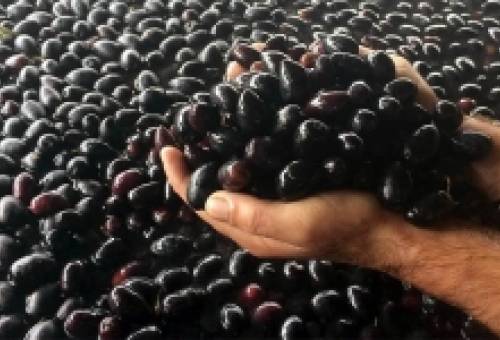 Οι ελιές στο… σταυροδρόμι Ευρώπης-Λατινικής Αμερικής