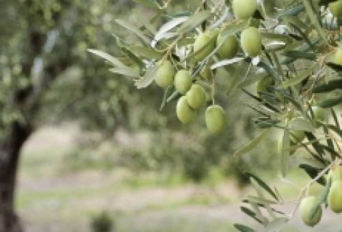 Όταν η θερμοκρασία πέφτει: Πώς επηρεάζεται η ελιά και πώς προστατεύεται