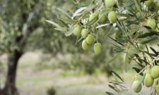 Όταν η θερμοκρασία πέφτει: Πώς επηρεάζεται η ελιά και πώς προστατεύεται