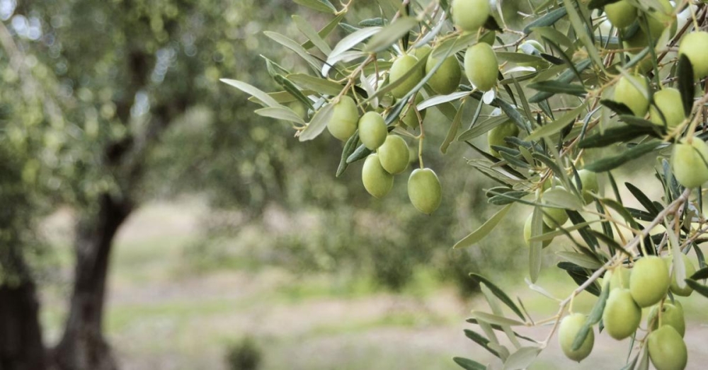 Όταν η θερμοκρασία πέφτει: Πώς επηρεάζεται η ελιά και πώς προστατεύεται