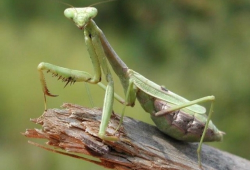 Το ζώο της εβδομάδας: Αλογάκι της Παναγίας (Mantis religiosa)