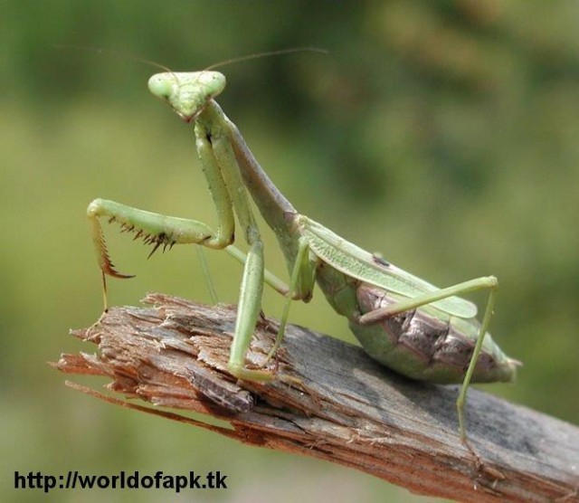 &Tau;&omicron; &zeta;ώ&omicron; &tau;&eta;&sigmaf; &epsilon;&beta;&delta;&omicron;&mu;ά&delta;&alpha;&sigmaf;: &Alpha;&lambda;&omicron;&gamma;ά&kappa;&iota; &tau;&eta;&sigmaf; &Pi;&alpha;&nu;&alpha;&gamma;ί&alpha;&sigmaf; (Mantis religiosa)