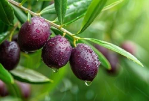 Ελιές υπό πίεση: Πώς οι συνεχείς βροχοπτώσεις ενεργοποιούν τις ασθένειες σε φύλλα και καρπούς