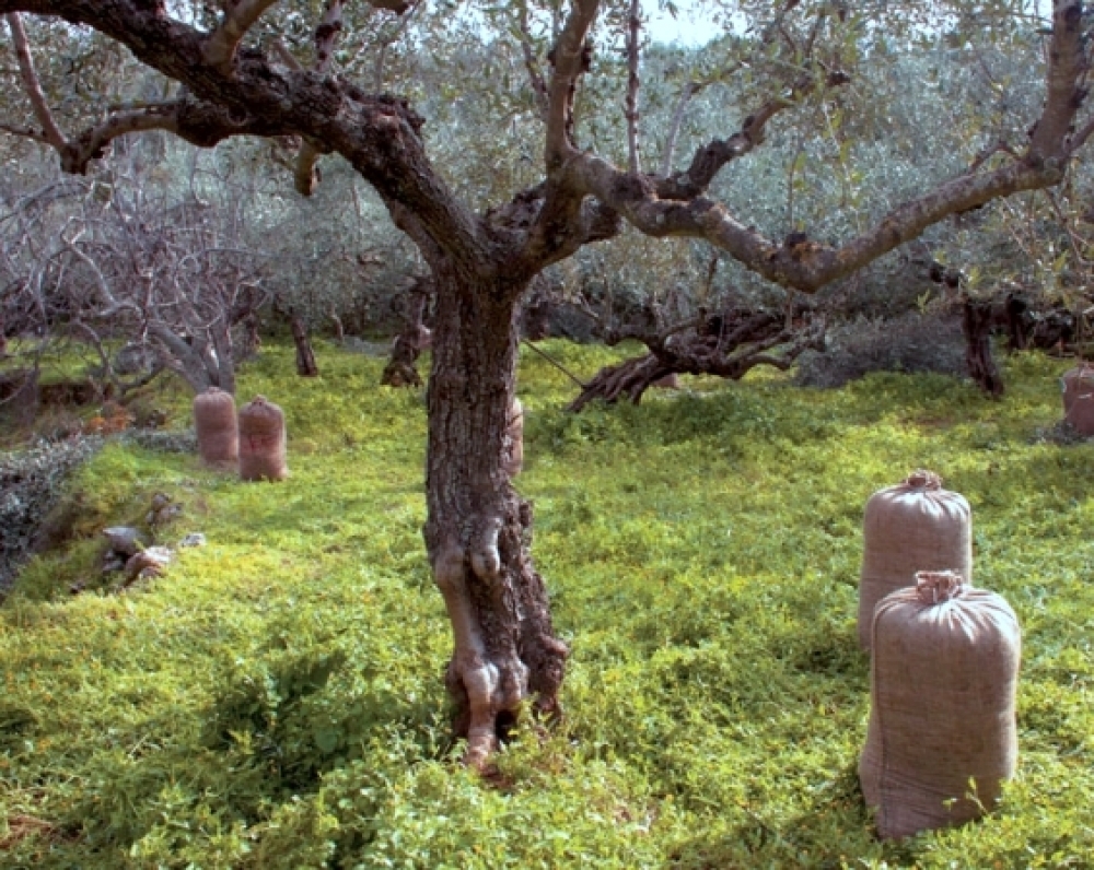«Βραχνάς» οι κλοπές στα χωράφια γύρω από τη Σπάρτη