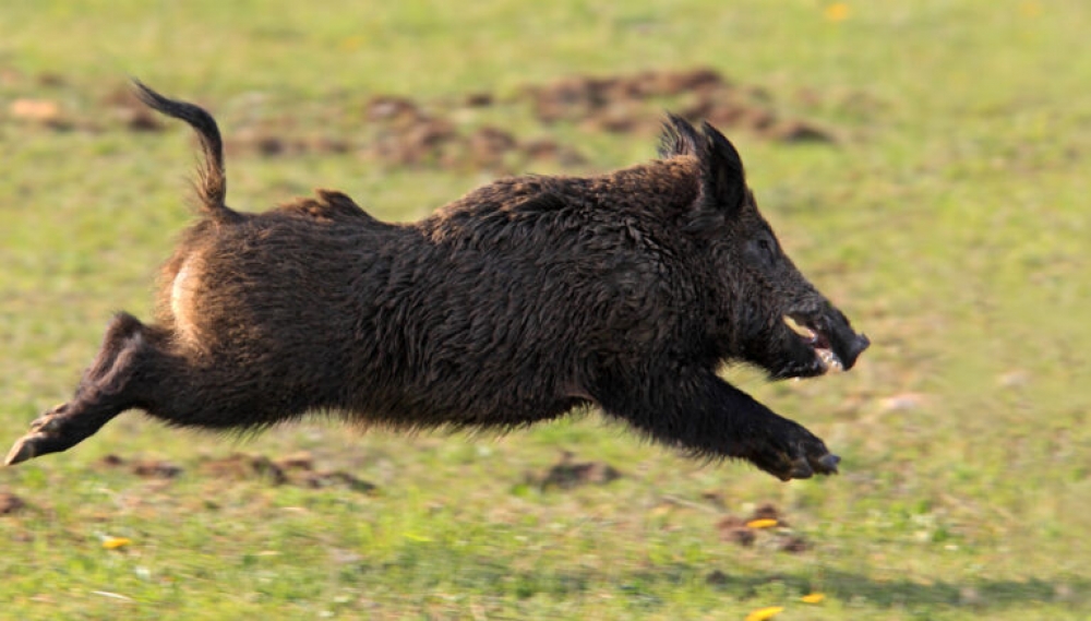 «Κινούμενοι» κίνδυνοι στους δρόμους της Λακωνίας
