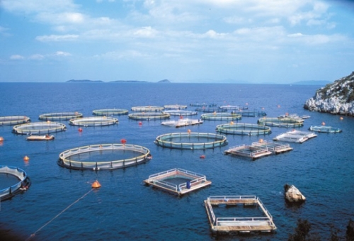 Ψηφίστηκε ο νέος νόμος για τις υδατοκαλλιέργειες