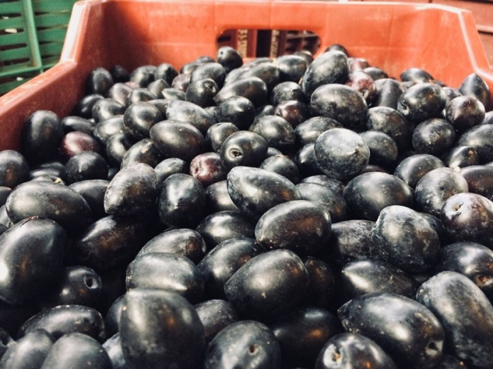 &Tau;&omicron; &Epsilon;&pi;&iota;&mu;&epsilon;&lambda;&eta;&tau;ή&rho;&iota;&omicron; &Lambda;&alpha;&kappa;&omega;&nu;ί&alpha;&sigmaf; &theta;&omega;&rho;&alpha;&kappa;ί&zeta;&epsilon;&iota; &tau;&eta;&nu; &Epsilon;&lambda;&iota;ά &Kappa;&alpha;&lambda;&alpha;&mu;ώ&nu;
