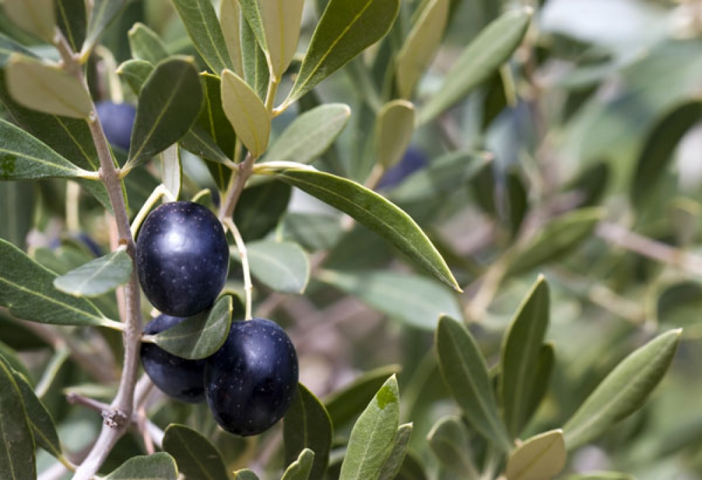 &Alpha;&nu;&eta;&sigma;&upsilon;&chi;ί&alpha; &gamma;&iota;&alpha; &delta;ά&kappa;&omicron; &kappa;&alpha;&iota; &gamma;&lambda;&omicron;&iota;&omicron;&sigma;&pi;ό&rho;&iota;&omicron; &sigma;&tau;&eta; &Lambda;&alpha;&kappa;&omega;&nu;ί&alpha;