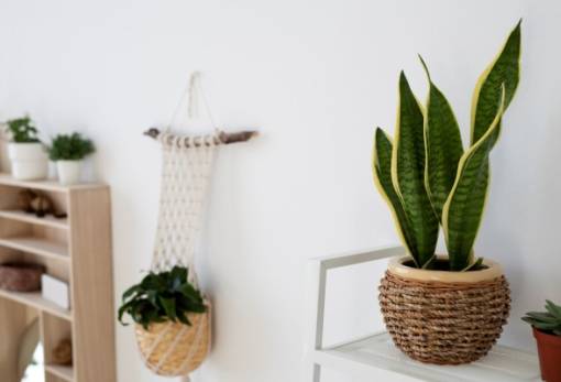 Η συνήθεια που «σκοτώνει» τα φυτά σου τις ημέρες του καύσωνα