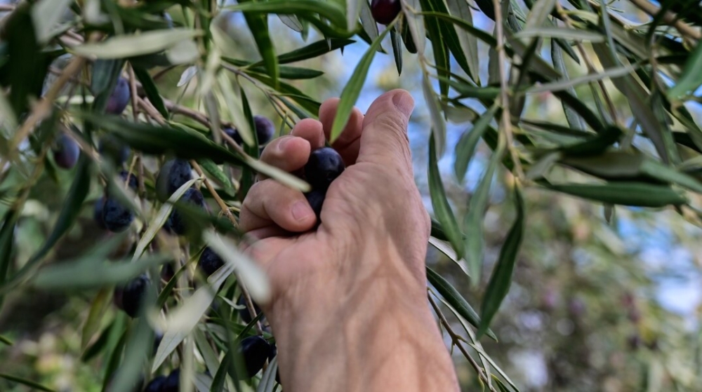 &Xi;&epsilon;&sigma;&eta;&kappa;ώ&nu;&omicron;&nu;&tau;&alpha;&iota; &pi;&alpha;&rho;&alpha;&gamma;&omega;&gamma;&omicron;ί &sigma;&epsilon; &Iota;&tau;&alpha;&lambda;ί&alpha; &kappa;&alpha;&iota; &Iota;&sigma;&pi;&alpha;&nu;ί&alpha; &gamma;&iota;&alpha; &tau;&iota;&sigmaf; &chi;&alpha;&mu;&eta;&lambda;έ&sigmaf; &tau;&iota;&mu;έ&sigmaf; &sigma;&tau;&omicron; &epsilon;&lambda;&alpha;&iota;ό&lambda;&alpha;&delta;&omicron;