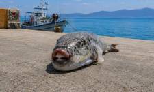 &Tau;&omicron;&xi;&iota;&kappa;ά &laquo;&delta;ό&nu;&tau;&iota;&alpha;&raquo; &alpha;&pi;&epsilon;&iota;&lambda;&omicron;ύ&nu; &tau;&omicron; &mu;&epsilon;&rho;&omicron;&kappa;ά&mu;&alpha;&tau;&omicron; &tau;&omega;&nu; &psi;&alpha;&rho;ά&delta;&omega;&nu;
