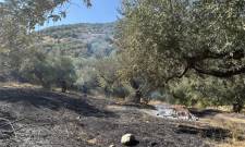 Νέα φωτιά εκδηλώθηκε στα Λειβάδια Μονεμβασίας