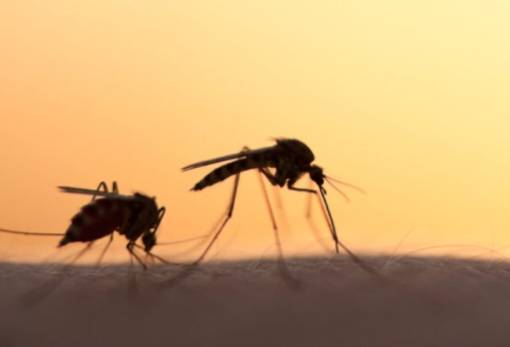Η εποχή επιβάλει προσοχή στα κουνούπια