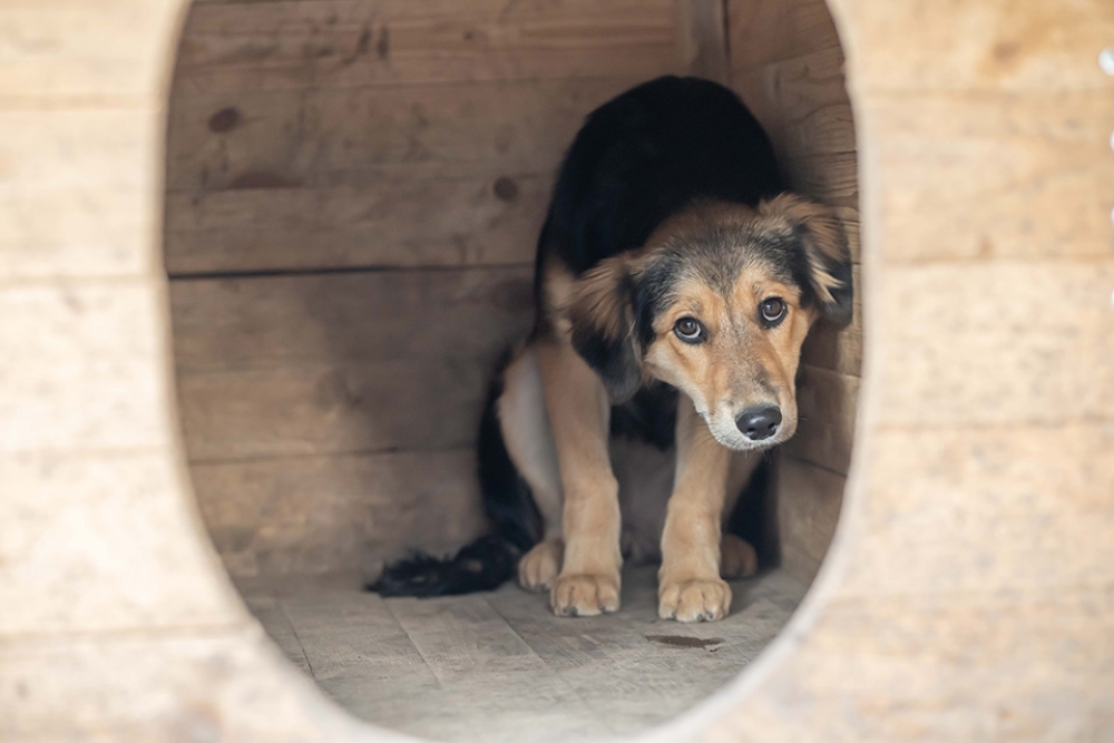 &Sigma;&upsilon;&nu;&epsilon;&lambda;ή&phi;&theta;&eta; &gamma;&iota;&alpha; &pi;&alpha;&rho;&alpha;&mu;έ&lambda;&eta;&sigma;&eta; &sigma;&kappa;ύ&lambda;&omicron;&upsilon; &sigma;&tau;&eta; &Nu;&epsilon;ά&pi;&omicron;&lambda;&eta;