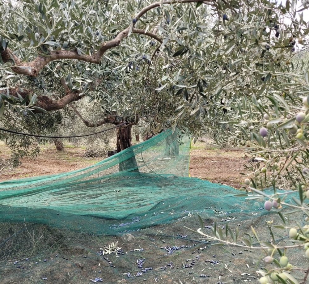 Προσοχή: Κλέφτες «καραδοκούν» σε κτήματα