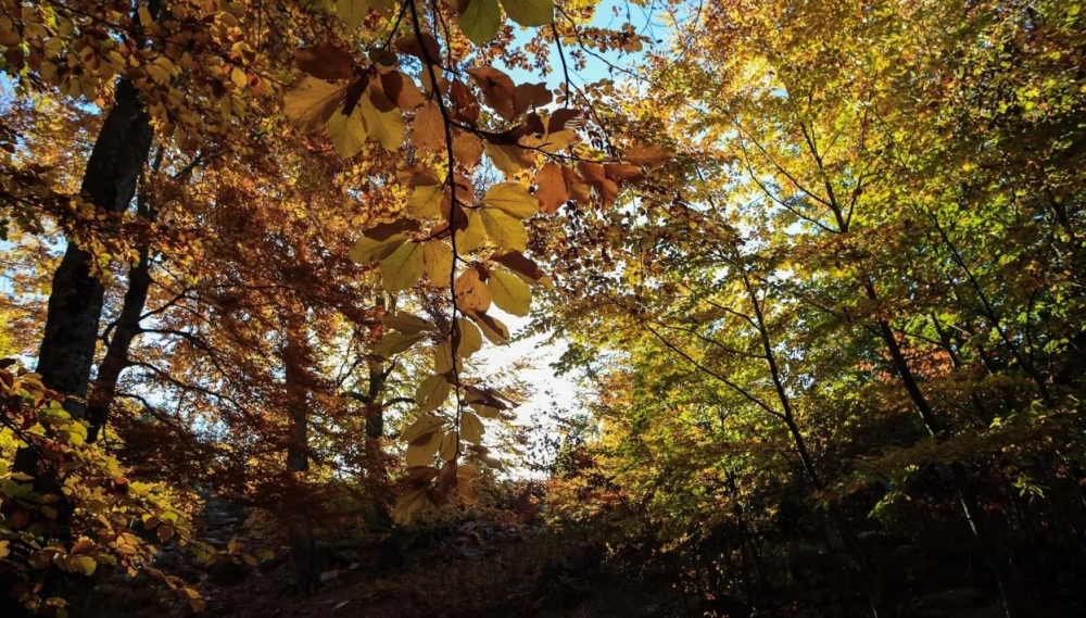 &Mu;&iota;&kappa;&rho;ή &laquo;&alpha;&nu;ά&sigma;&alpha;&raquo; &gamma;&iota;&alpha; &tau;&alpha; &tau;&rho;&omicron;&pi;&iota;&kappa;ά &delta;ά&sigma;&eta;