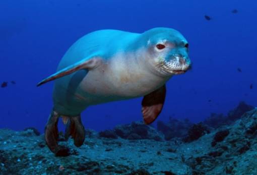 Χαβάη: Σπάνια γεννητούρια για τον μοναδικό συγγενή της μεσογειακής φώκιας