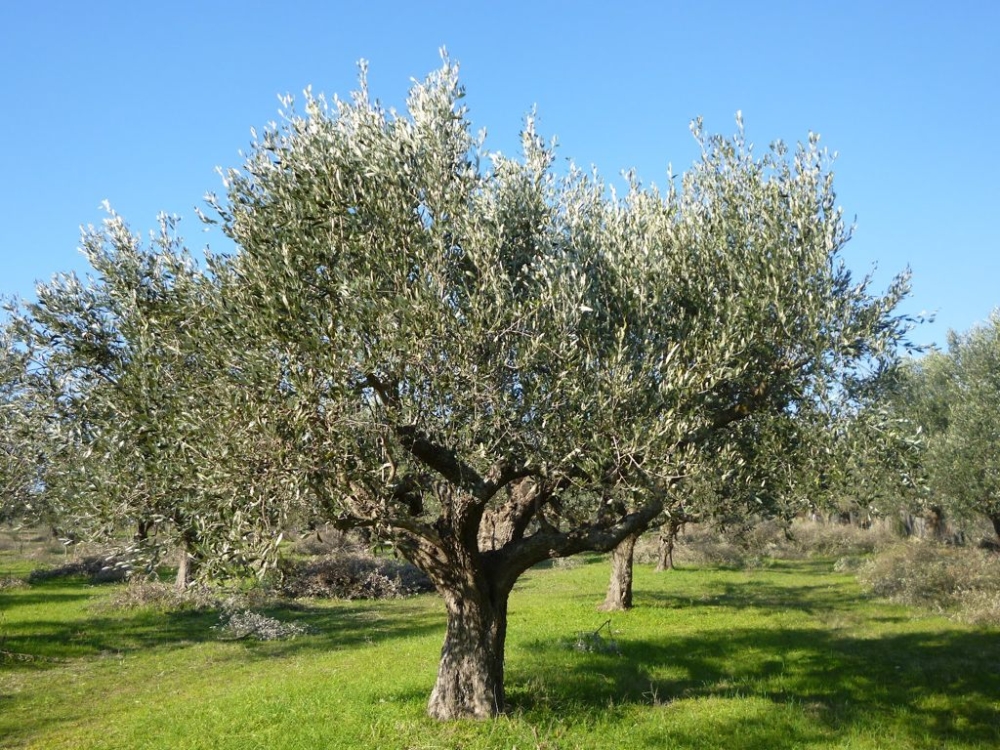 &Mu;έ&chi;&rho;&iota; 25 &Alpha;&upsilon;&gamma;&omicron;ύ&sigma;&tau;&omicron;&upsilon; &eta; &upsilon;&pi;&omicron;&beta;&omicron;&lambda;ή &delta;&eta;&lambda;ώ&sigma;&epsilon;&omega;&nu; &Omicron;&Sigma;&Delta;&Epsilon;