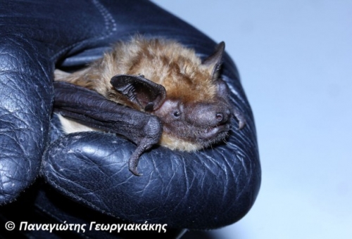 Το ζώο της εβδομάδας: Τρανονυχτερίδα (Eptesicus serotinus)