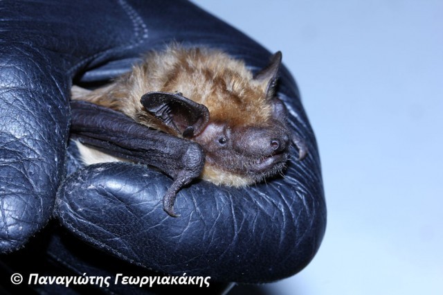 &Tau;&omicron; &zeta;ώ&omicron; &tau;&eta;&sigmaf; &epsilon;&beta;&delta;&omicron;&mu;ά&delta;&alpha;&sigmaf;: &Tau;&rho;&alpha;&nu;&omicron;&nu;&upsilon;&chi;&tau;&epsilon;&rho;ί&delta;&alpha; (Eptesicus serotinus)