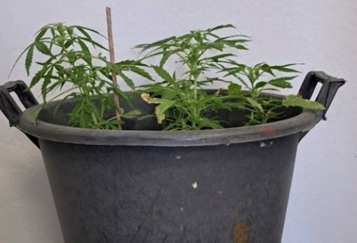 Καλλιεργούσε κάνναβη σε γλάστρα στο μπαλκόνι της