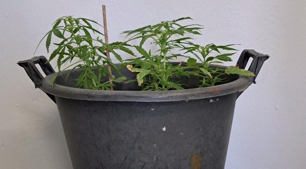 Καλλιεργούσε κάνναβη σε γλάστρα στο μπαλκόνι της