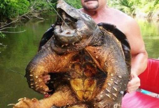 Προϊστορική χελώνα-αλιγάτορας εντοπίστηκε στη Βόρειο Αμερική