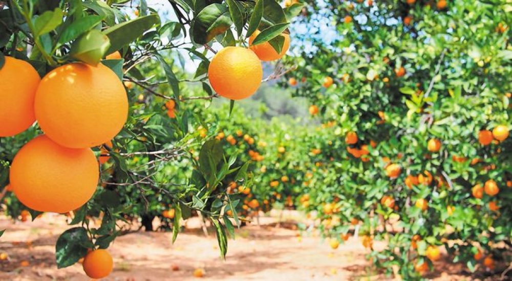 &Pi;&omicron;&rho;&tau;&omicron;&kappa;ά&lambda;&iota;&alpha;: &Iota;&sigma;&chi;&upsilon;&rho;ή &zeta;ή&tau;&eta;&sigma;&eta; &kappa;&alpha;&iota; &tau;&iota;&mu;έ&sigmaf; έ&omega;&sigmaf; 40 &lambda;&epsilon;&pi;&tau;ά