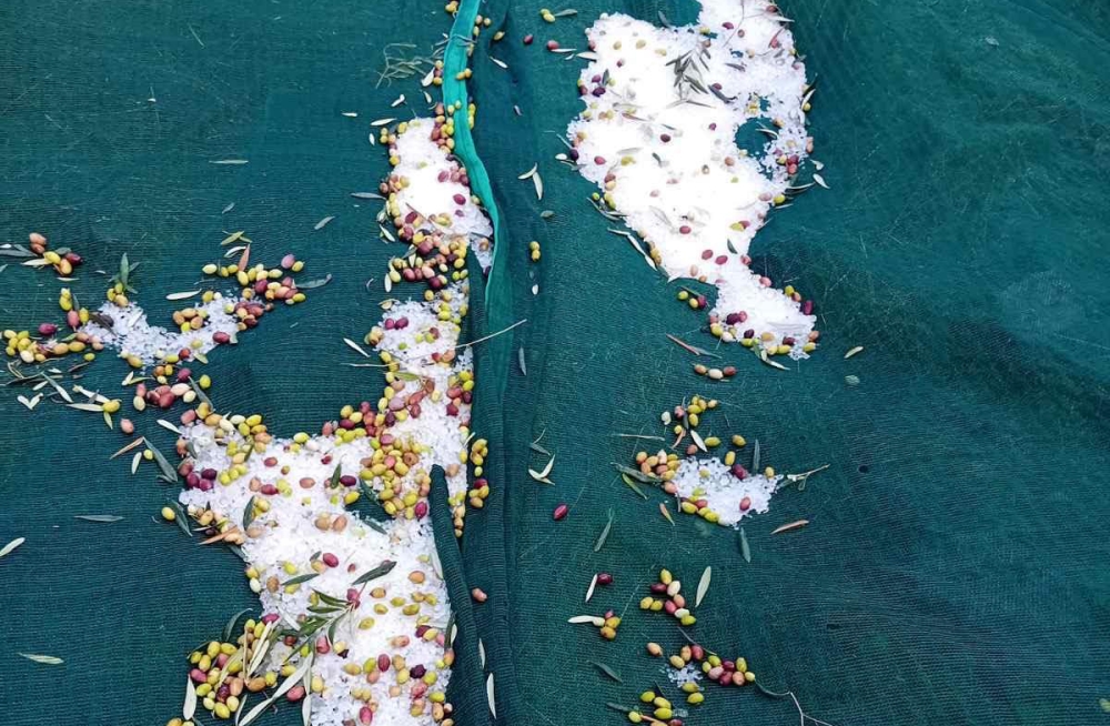 Σφοδρή χαλαζόπτωση έπληξε ελαιοκαλλιέργειες στον Δήμο Μονεμβασίας