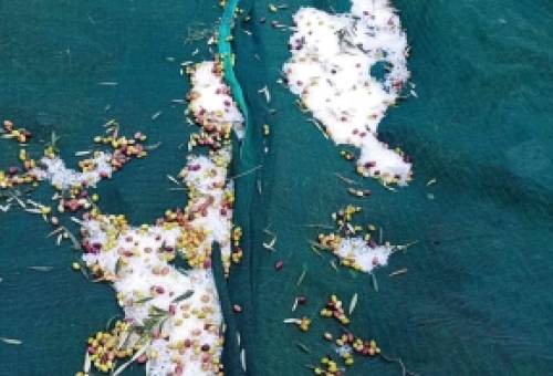 Μετρούν τις πληγές τους από το χαλάζι ελαιοκαλλιεργητές στον Δ. Μονεμβασίας