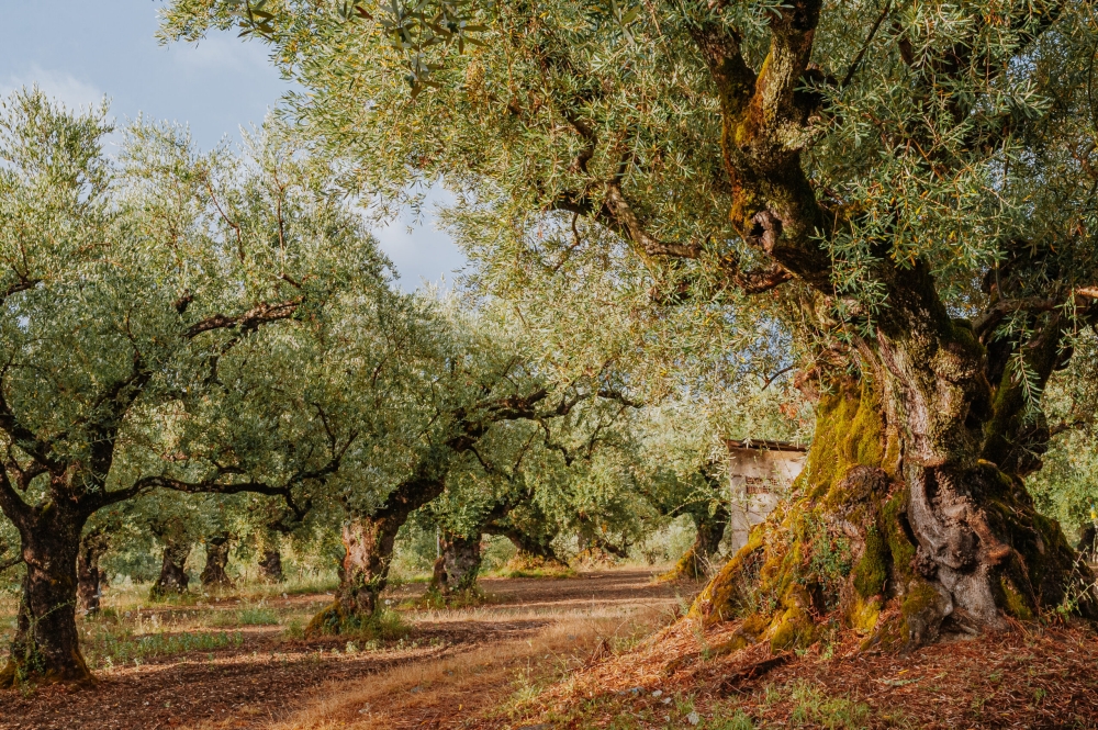 &Sigma;&upsilon;&zeta;ή&tau;&eta;&sigma;&eta; &gamma;&iota;&alpha; &tau;&eta; &delta;&iota;&alpha;&chi;&epsilon;ί&rho;&iota;&sigma;&eta; &nu;&epsilon;&rho;&omicron;ύ &kappa;&alpha;&iota; ά&rho;&delta;&epsilon;&upsilon;&sigma;&eta; &sigma;&tau;&omicron;&upsilon;&sigmaf; &epsilon;&lambda;&alpha;&iota;ώ&nu;&epsilon;&sigmaf; &tau;&omega;&nu; &Beta;&alpha;&tau;ί&kappa;&omega;&nu;