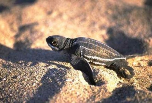 Το τρίτο μάτι της θαλάσσιας δερματοχελώνας φωτίζει τον εγκέφαλο