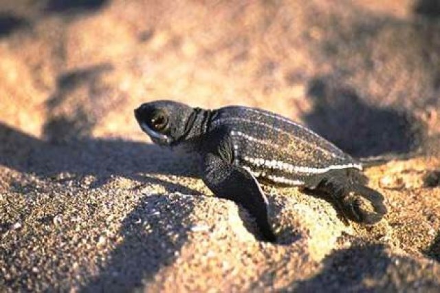 &Tau;&omicron; &tau;&rho;ί&tau;&omicron; &mu;ά&tau;&iota; &tau;&eta;&sigmaf; &theta;&alpha;&lambda;ά&sigma;&sigma;&iota;&alpha;&sigmaf; &delta;&epsilon;&rho;&mu;&alpha;&tau;&omicron;&chi;&epsilon;&lambda;ώ&nu;&alpha;&sigmaf; &phi;&omega;&tau;ί&zeta;&epsilon;&iota; &tau;&omicron;&nu; &epsilon;&gamma;&kappa;έ&phi;&alpha;&lambda;&omicron;