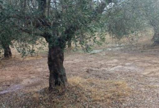 Μέχρι 26/1 οι δηλώσεις για τις ζημιές σε ελαιοκαλλιέργειες στη Μάνη