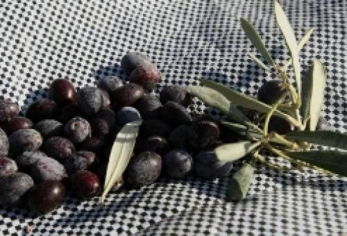 Συνώνυμο της «Καλαμών» τελικά η «Καλαμάτα»