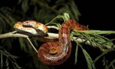 Γιατί κάποια ζώα μπορούν να τρώνε δηλητήριο και να… ξεγελούν τον θάνατο