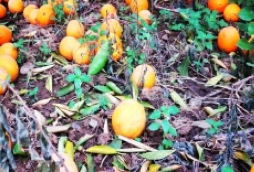 Απόγνωση για τη χαμένη σοδειά εσπεριδοειδών στη νότια Λακωνία