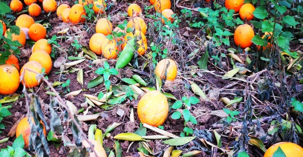 Απόγνωση για τη χαμένη σοδειά εσπεριδοειδών στη νότια Λακωνία